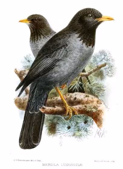 Ilustrasi dokumenter Turdus ludoviciae pada pelat dengan beberapa figur burung