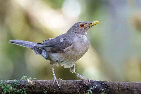 Dokumentasi Turdus maculirostris