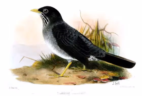 Ilustrasi Turdus nigriceps