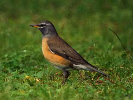 Dokumentasi Turdus obscurus