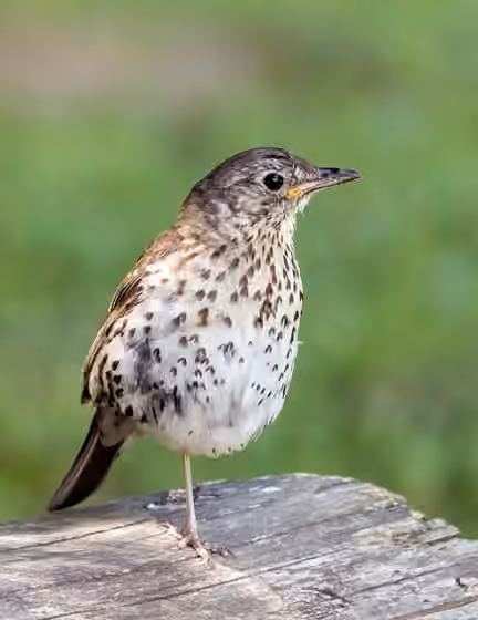 Dokumentasi Turdus philomelos
