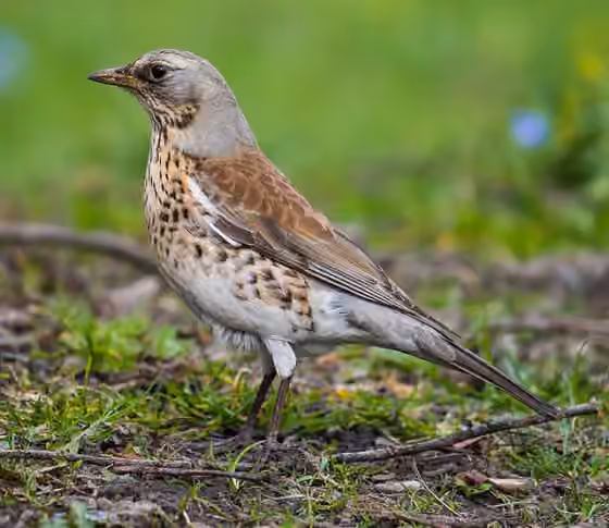 Dokumentasi Turdus pilaris