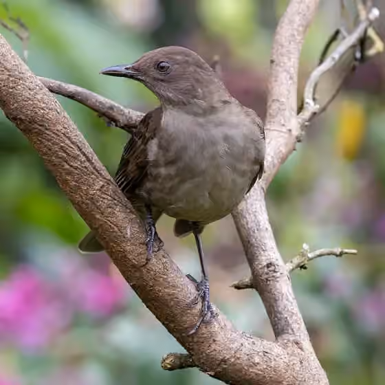 Dokumentasi Turdus plebejus