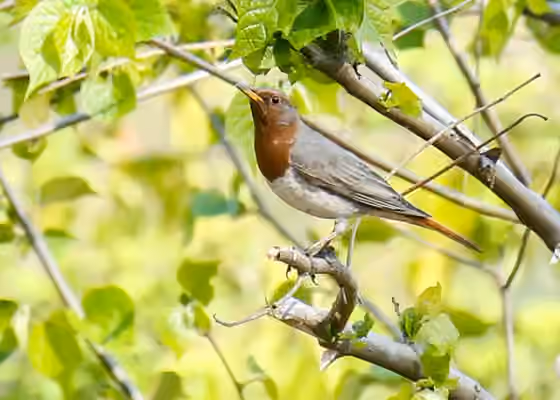 Dokumentasi Turdus ruficollis