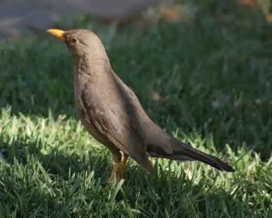 Dokumentasi Turdus smithi