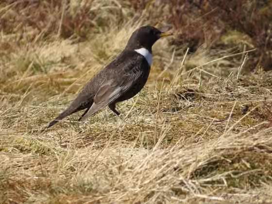 Dokumentasi Turdus torquatus