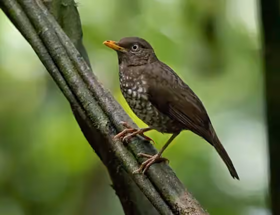 Dokumentasi Turdus xanthorhynchus