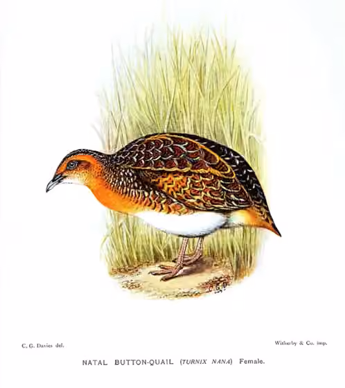 Ilustrasi dokumenter Turnix nanus