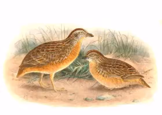 Ilustrasi Turnix pyrrhothorax