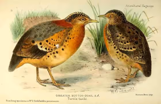 Ilustrasi dokumenter Turnix tanki pada pelat dengan beberapa figur burung