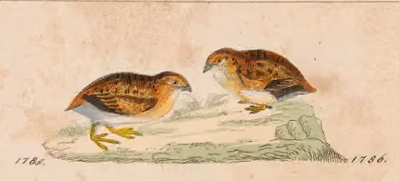 Ilustrasi dokumenter Turnix velox pada pelat dengan beberapa figur burung