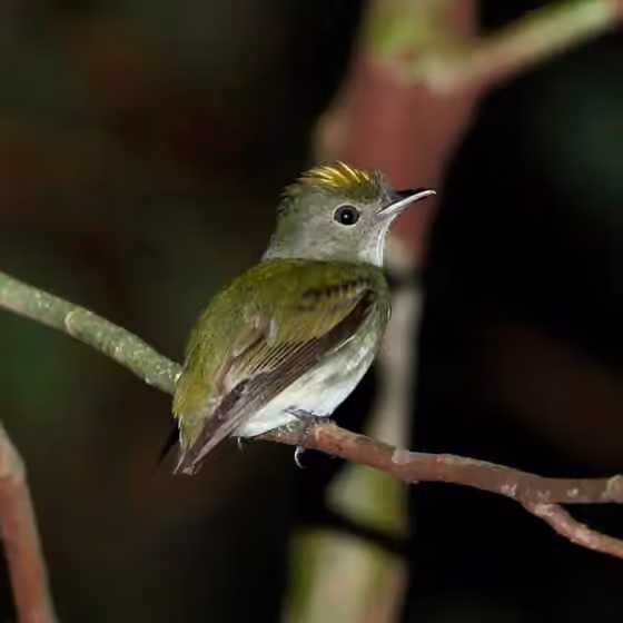 Dokumentasi Tyranneutes virescens