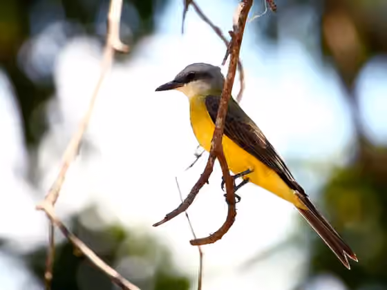 Dokumentasi Tyrannus albogularis