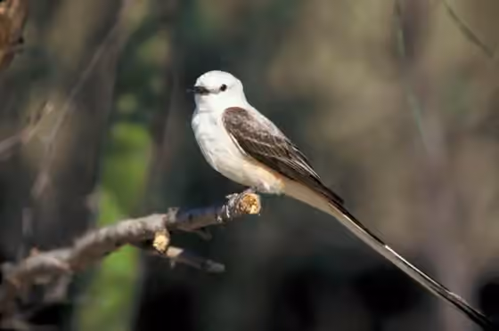 Dokumentasi Tyrannus forficatus