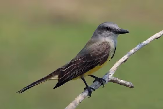 Dokumentasi Tyrannus melancholicus