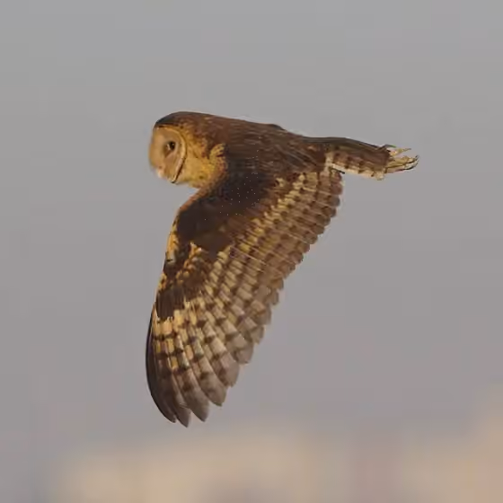 Dokumentasi Tyto capensis