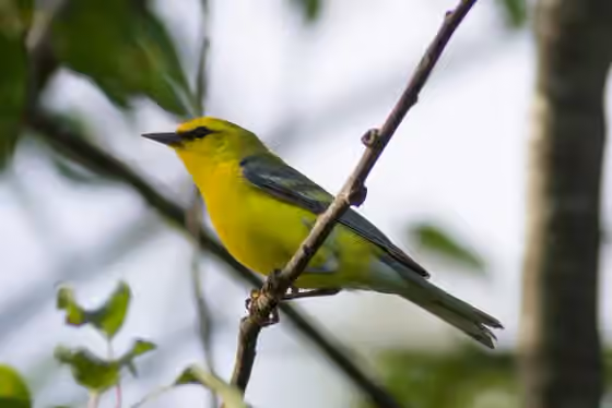Dokumentasi Vermivora cyanoptera
