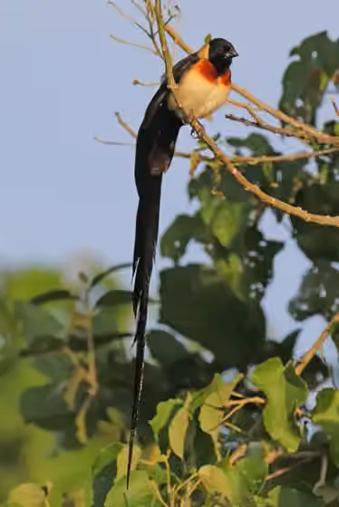 Dokumentasi Vidua paradisaea