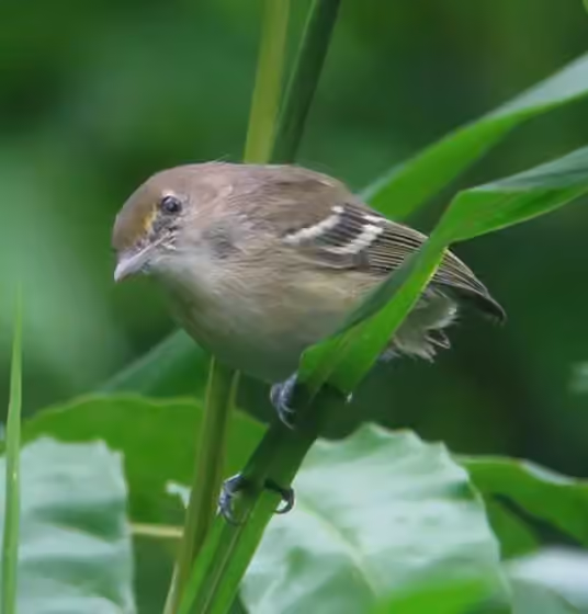 Dokumentasi Vireo caribaeus