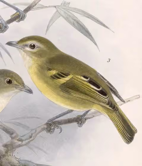Ilustrasi Vireo carmioli dalam potongan pelat yang masih memuat sebagian figur burung lain.