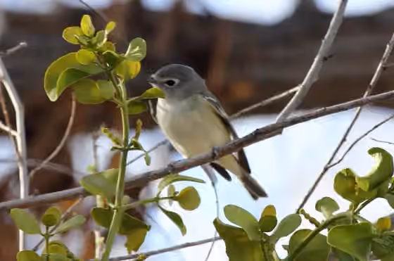 Dokumentasi Vireo cassinii