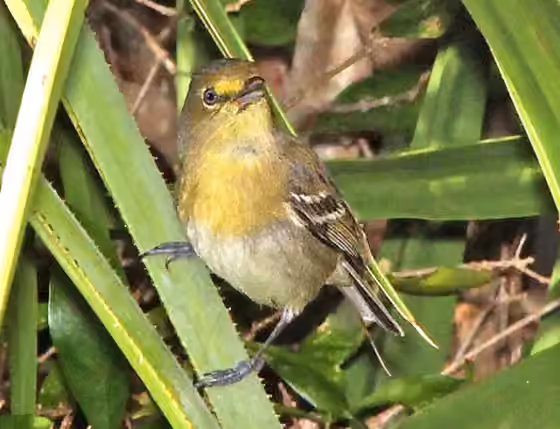 Dokumentasi Vireo crassirostris