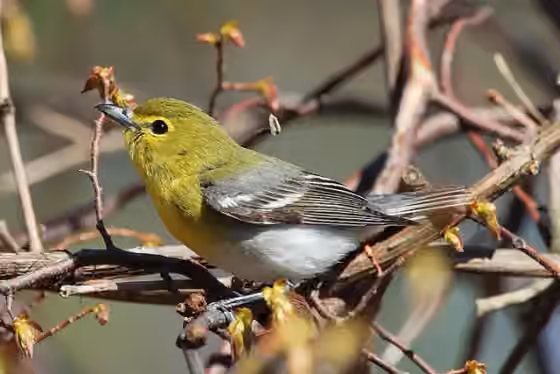 Dokumentasi Vireo flavifrons