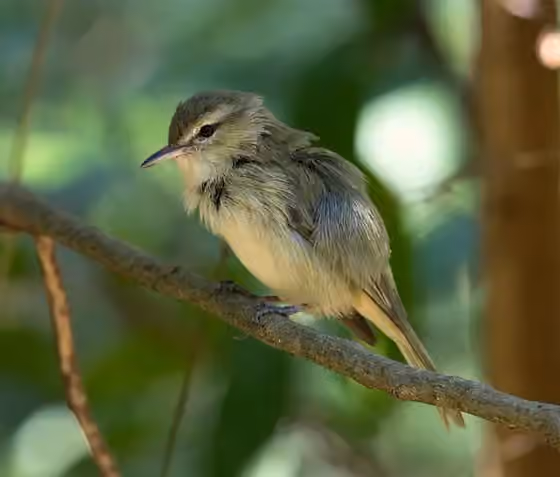Dokumentasi Vireo gracilirostris
