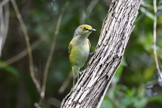 Dokumentasi Vireo griseus
