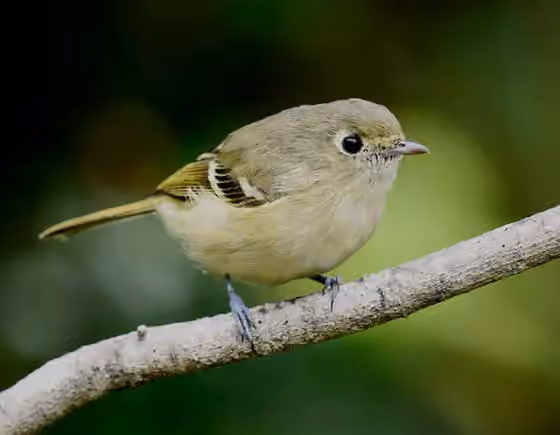 Dokumentasi Vireo huttoni