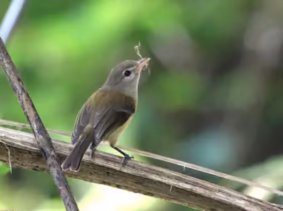 Dokumentasi Vireo latimeri