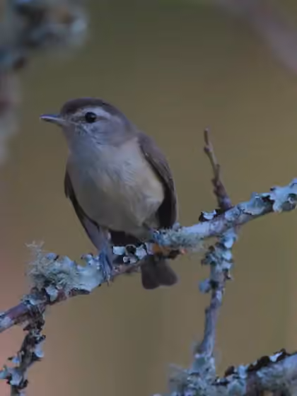 Dokumentasi Vireo leucophrys