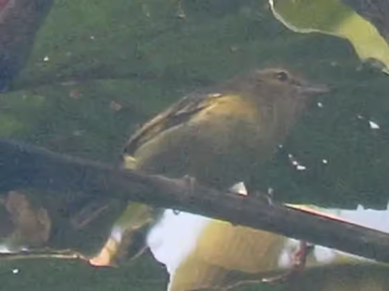 Dokumentasi Vireo masteri