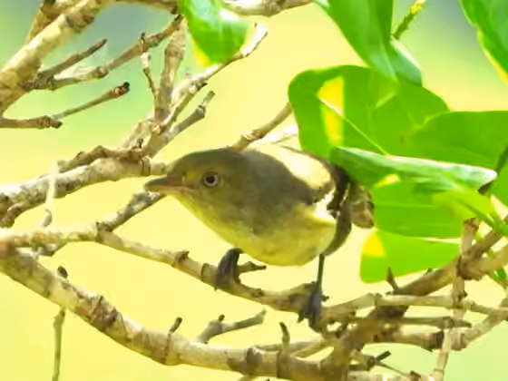 Dokumentasi Vireo modestus
