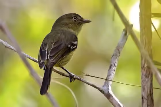 Dokumentasi Vireo nanus