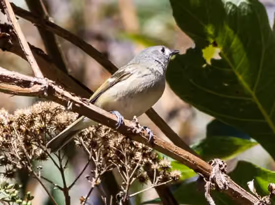 Dokumentasi Vireo nelsoni