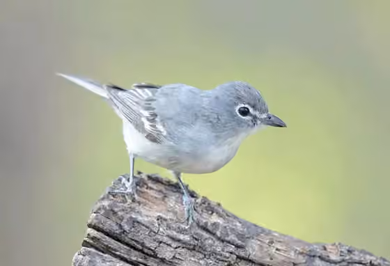 Dokumentasi Vireo plumbeus