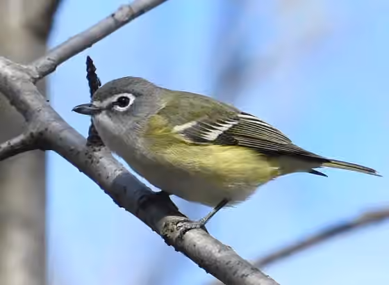 Dokumentasi Vireo solitarius
