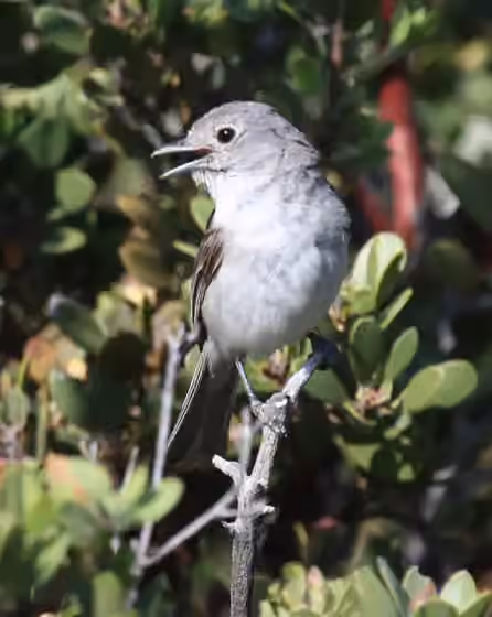 Dokumentasi Vireo vicinior