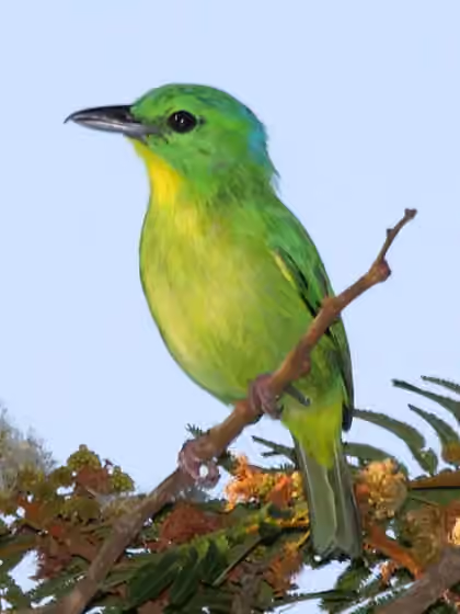 Dokumentasi Vireolanius pulchellus