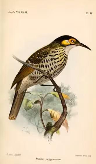 Ilustrasi Xanthotis polygrammus
