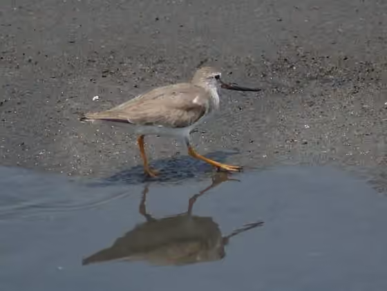 Dokumentasi Xenus cinereus