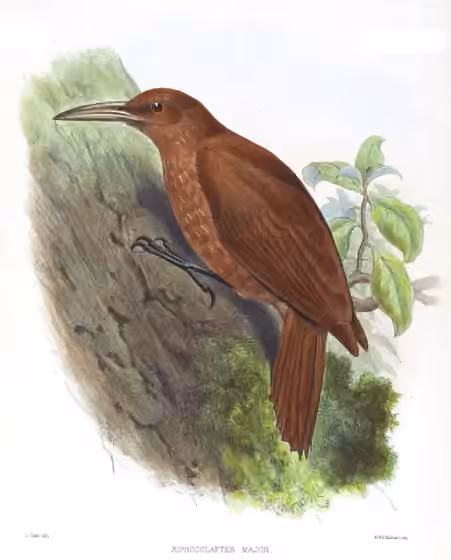 Ilustrasi Xiphocolaptes major