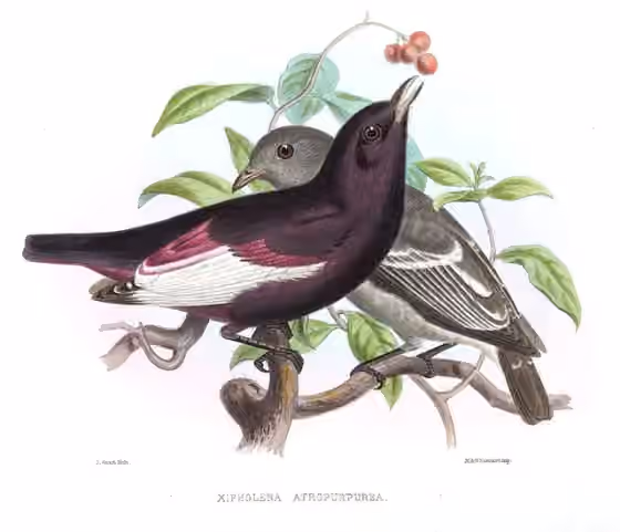 Ilustrasi Xipholena atropurpurea
