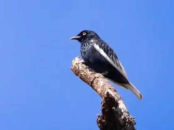 Dokumentasi Xipholena lamellipennis