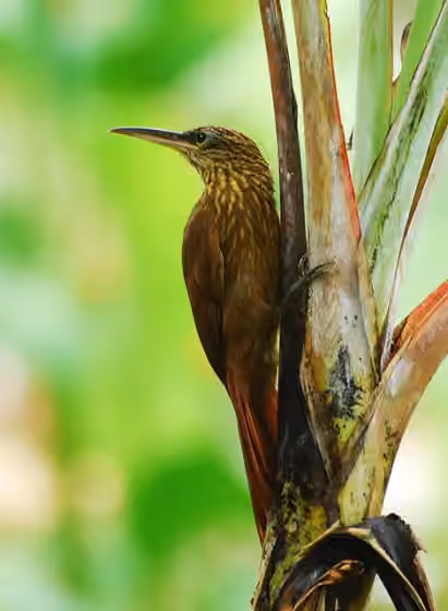 Dokumentasi Xiphorhynchus susurrans