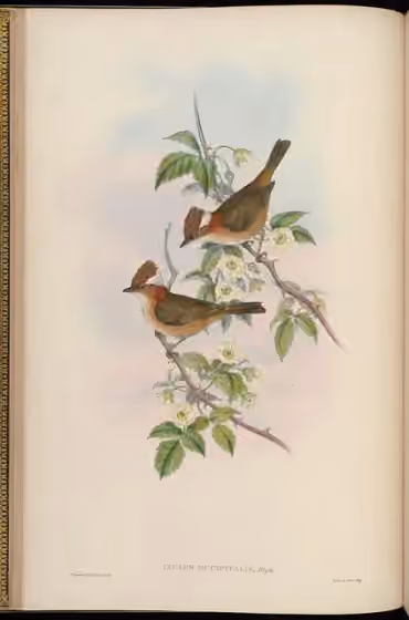 Ilustrasi Yuhina bakeri