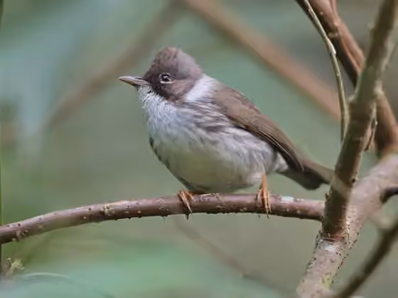 Dokumentasi Yuhina humilis