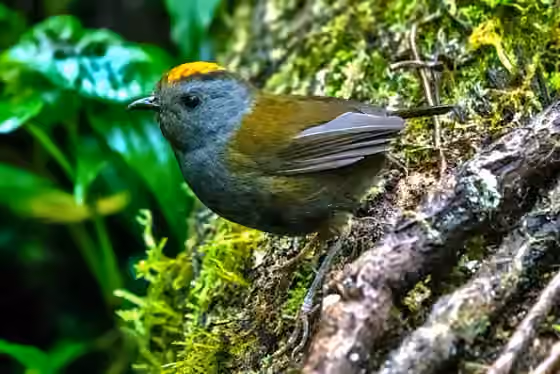 Dokumentasi Zeledonia coronata