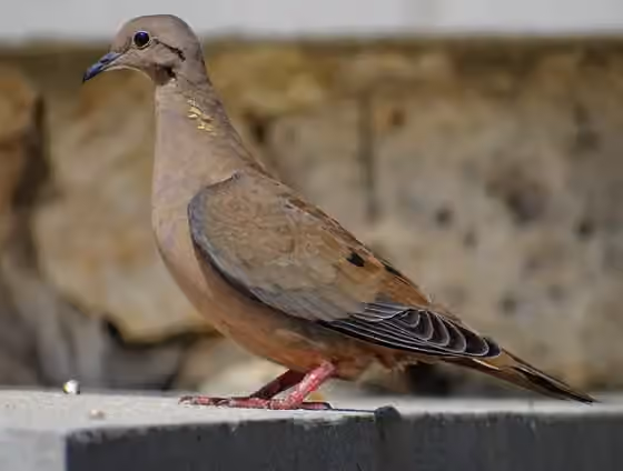 Dokumentasi Zenaida auriculata